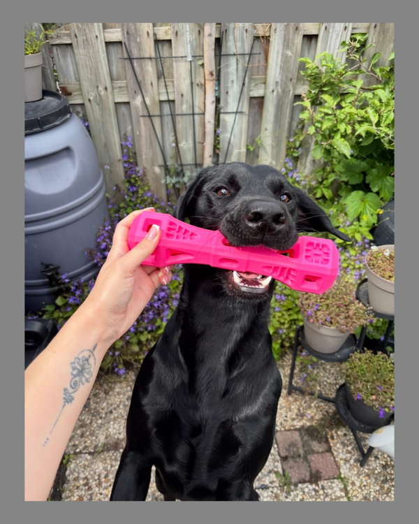 Dog Comets airflow bone