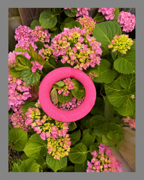 Dog Comets UFO Ring