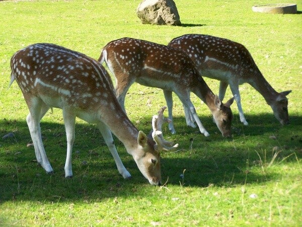 Manifestations culturelles - Parc animalier au parc du château à Epinal 