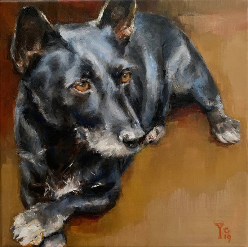  Eén van de vele lieve hondjes, die ik heb mogen schilderen. Het is een schilderij van een mooi glanzend zwart hondje, met prachtige bruine ogen. Hij ligt heel geduldig te wachten, met zijn korte pootjes over elkaar gekruist, op wat er gaat komen #hondens