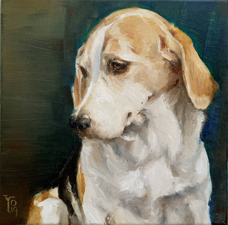 Een opdracht voor een realistisch portret van een lieve hond, een beagle.  De hond zit dromerig te kijken en leunt tegen een turquoise achtige achtergrond, waartegen zijn lichte koppie mooi afsteekt. #beagle #hondenschilderij #schilderopdracht