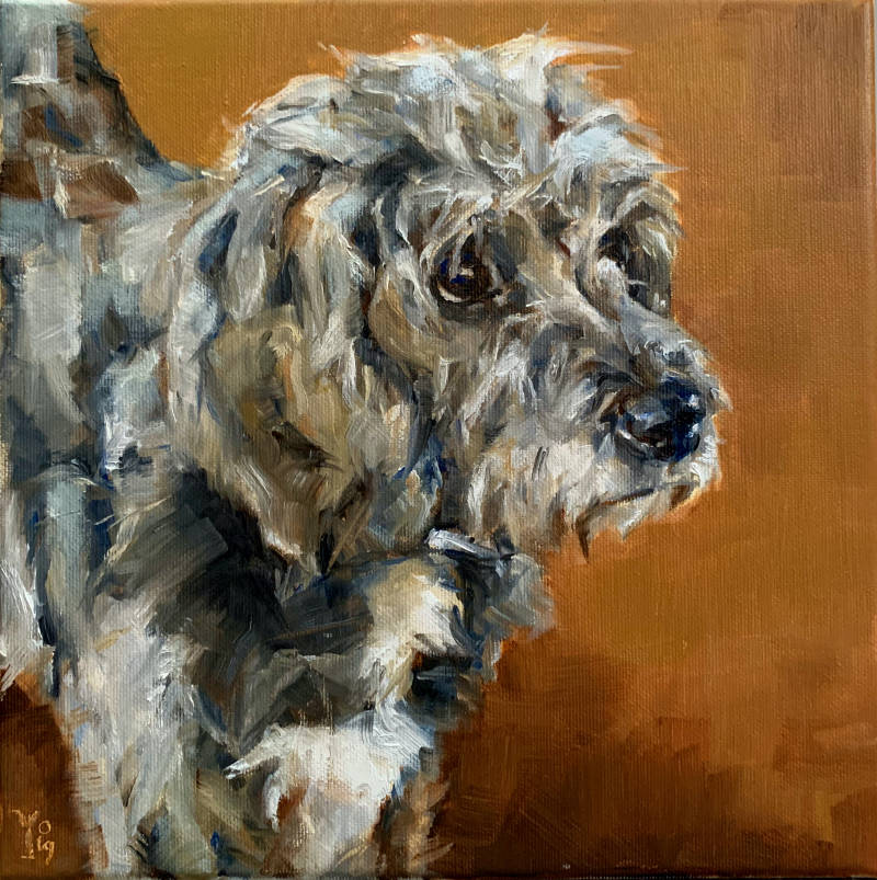 Een realistisch ortret van een klein langharig hondje, dat aandacht heeft voor iets dat buiten beeld plaatsvindt. Het heeft een zwart/bruin gemeleerde krullende vacht een witte vlek op zijn borst. #hondenschilderij #schilderopdracht