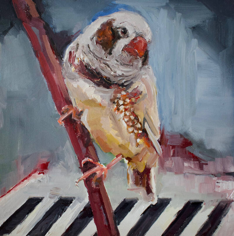 een volierevogel, een zebravink die zich verbaast over een zebrapad