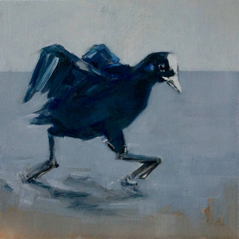 Een meerkoet die hard over het water loopt