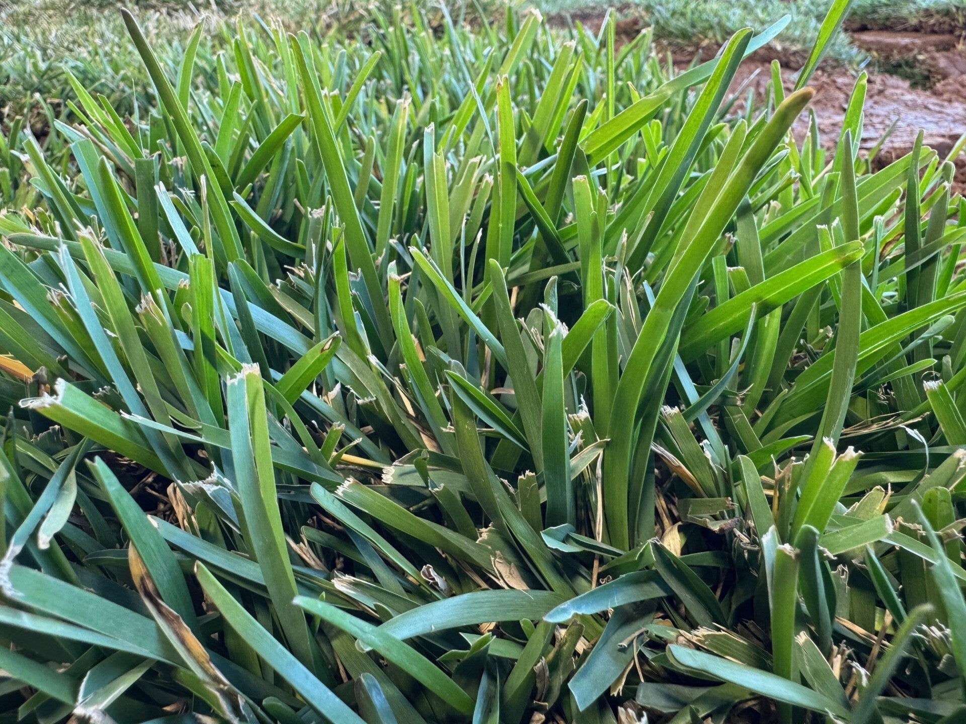 St Augustine grass close-up