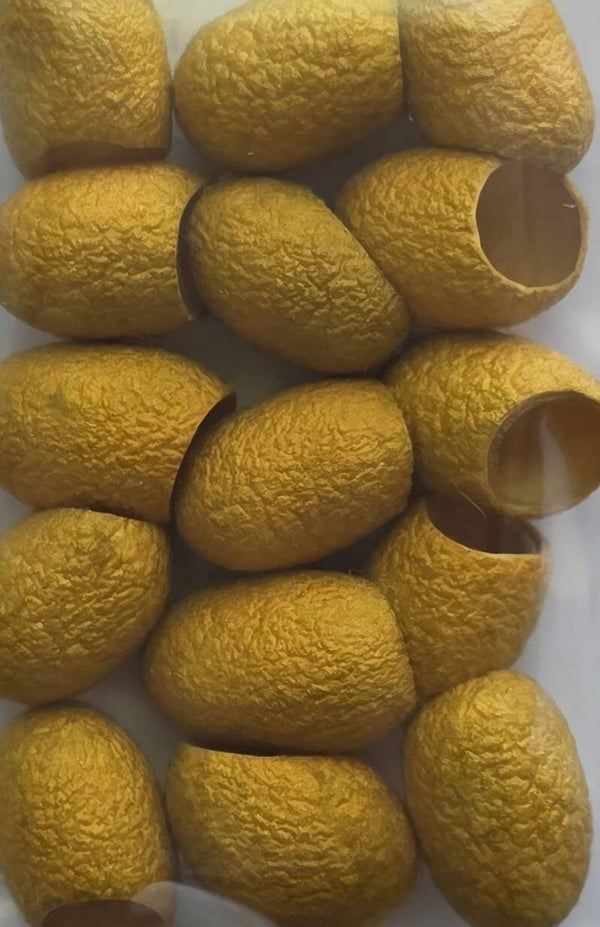 Zijde cocons 751 goud