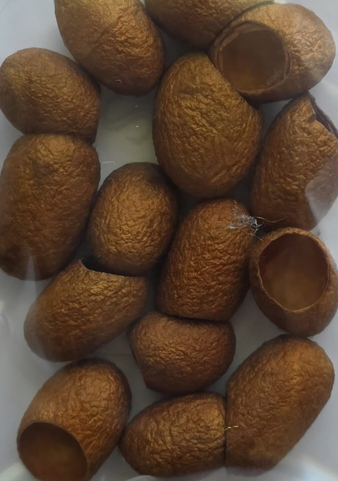 Zijde cocons 754 bruin
