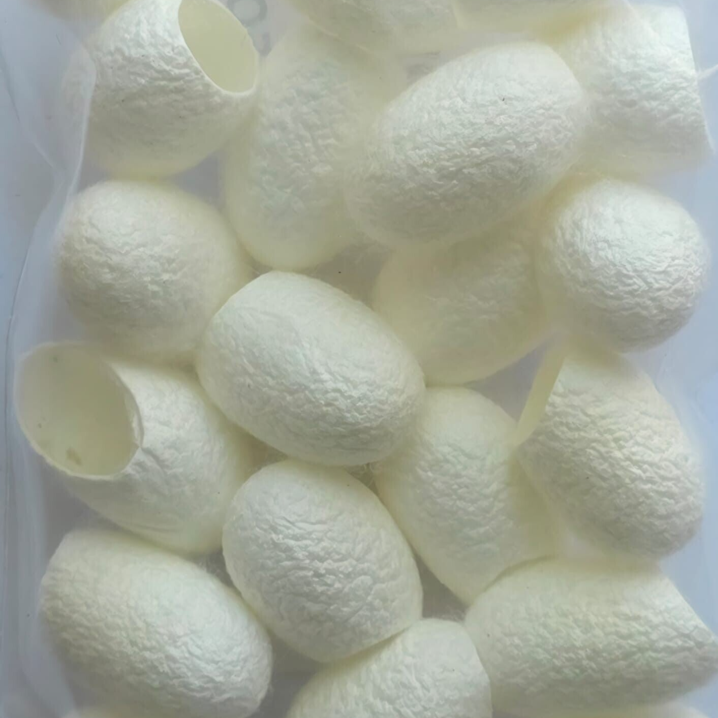 Zijde cocons naturel 20 stuks
