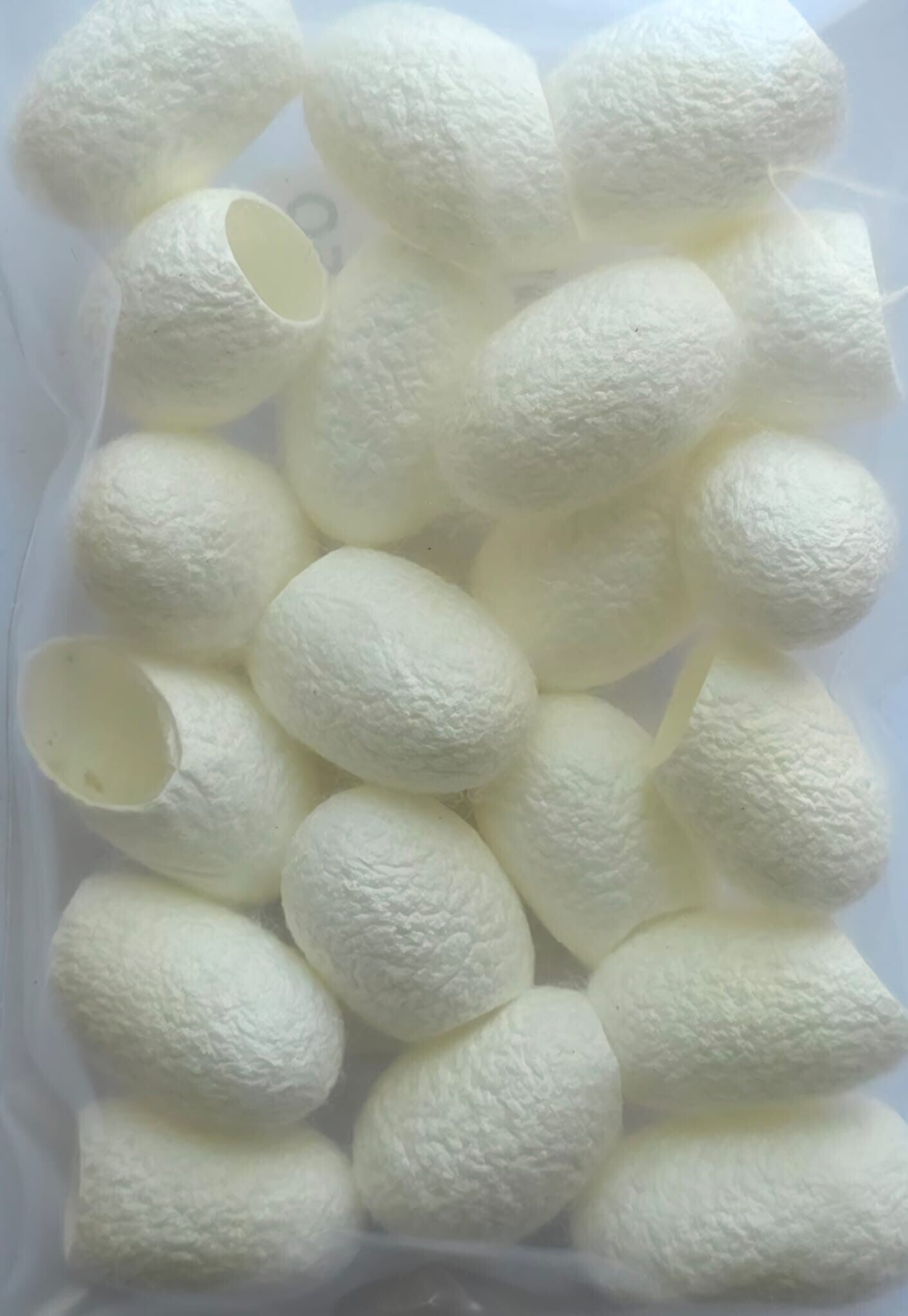 Zijde cocons ongeverfd