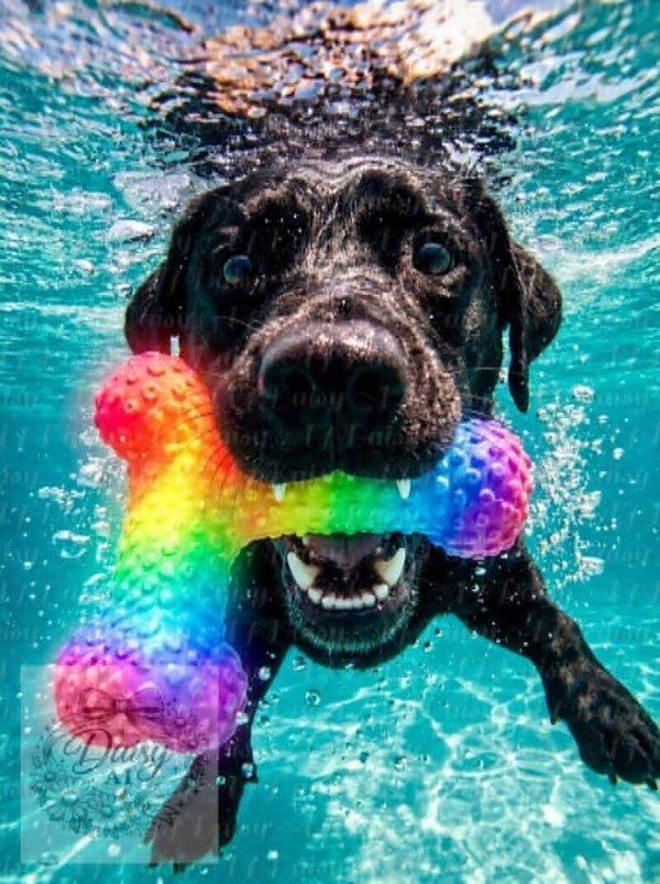 Summerdog 60x80cm