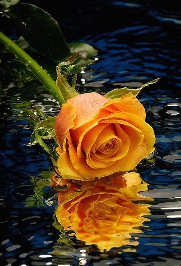 Rose im Wasser 70x100cm