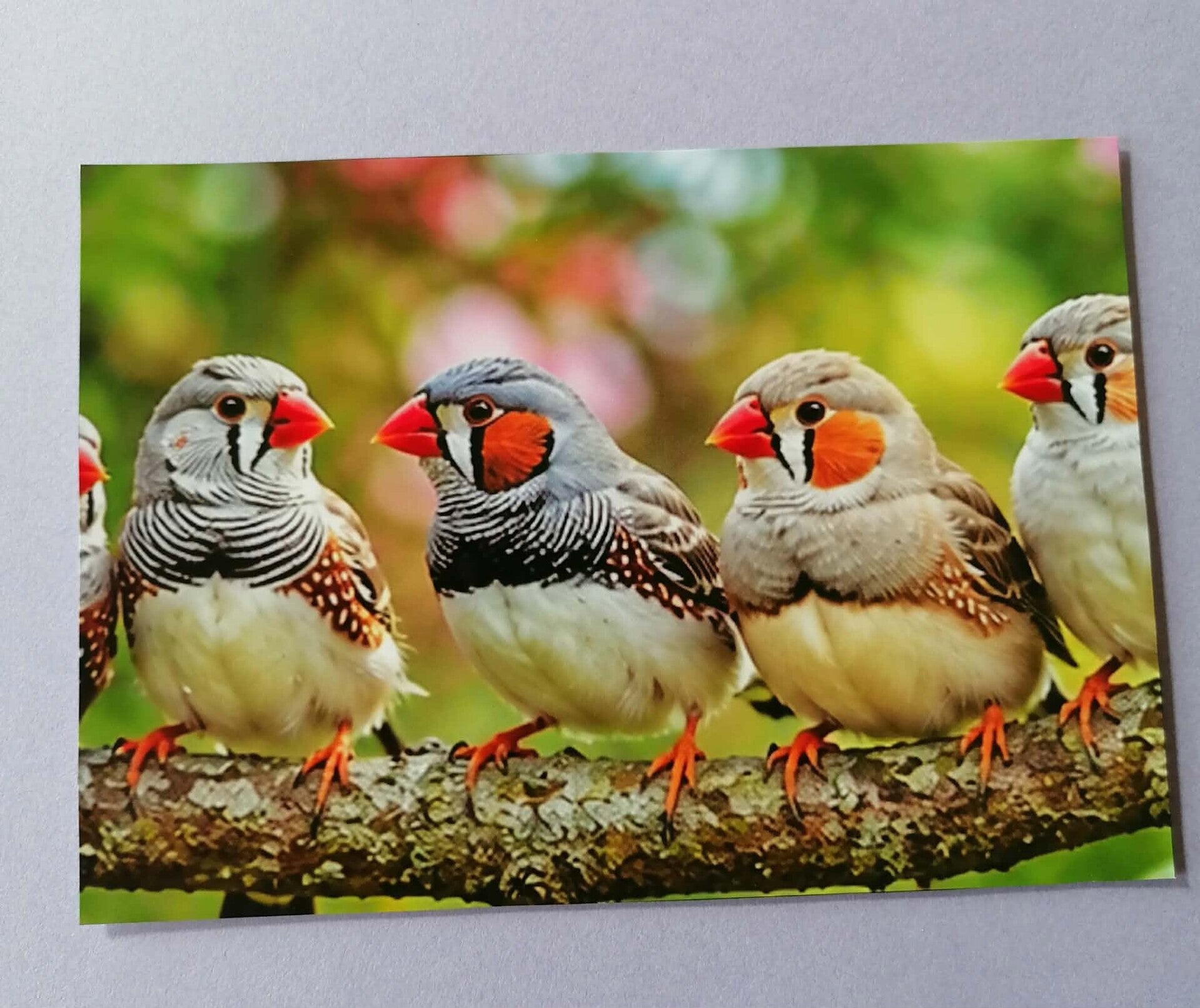 Schöne Vogel Motivkarten