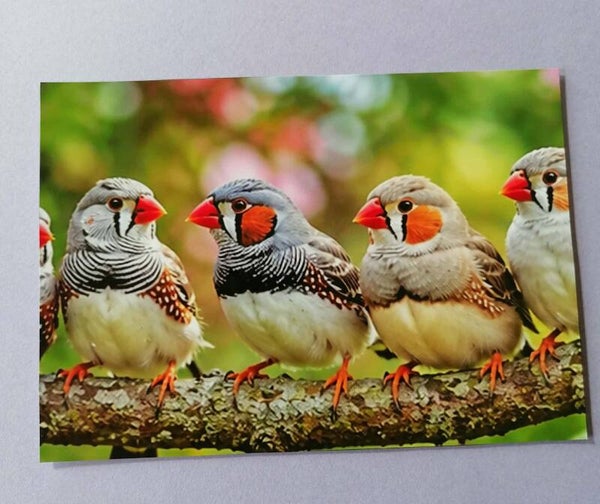Schöne Vogel Motivkarten