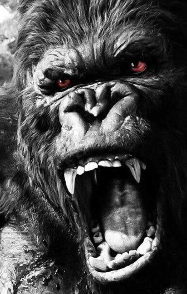 Gorilla 50x80cm