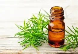 HE Arbre à thé (Tea Tree – Melaleuca Alternifolia) BIO 10ml