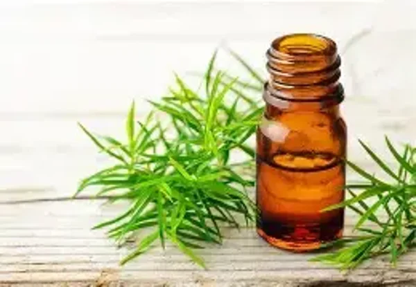 HE Arbre à thé (Tea Tree – Melaleuca Alternifolia) BIO 10ml