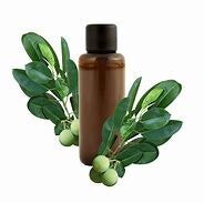 HV Calophyle Inophyle BIO 100ml