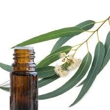 HE Eucalyptus Mentholé (Eucalyptus Dives)  BIO 10ml