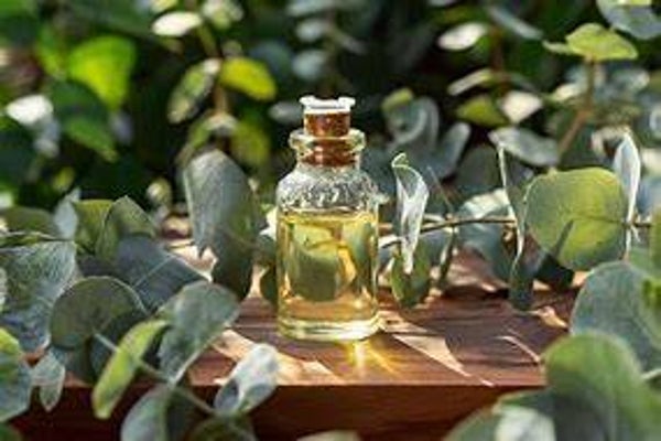 Forêt d'Eucalyptus 10 ml