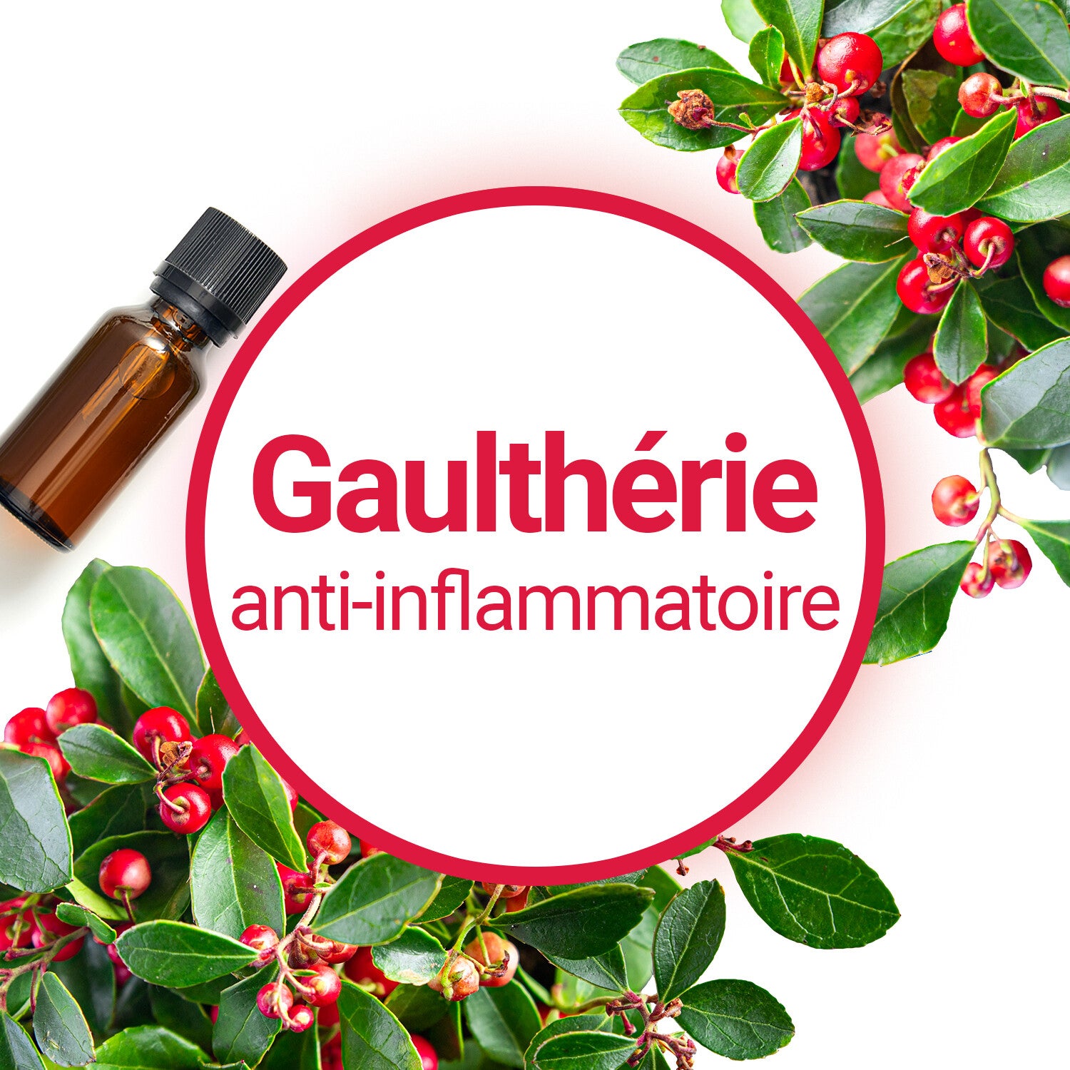 HE Gaultérie Couchée (Gaultheria Procumbens) BIO 10ml