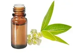 HE Litsée citronnée (Litsea cubeba) BIO 10ml