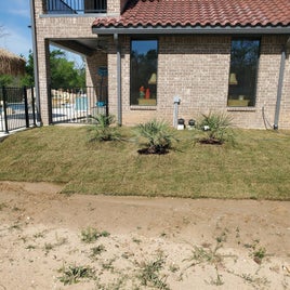 sod-palms1.jpg