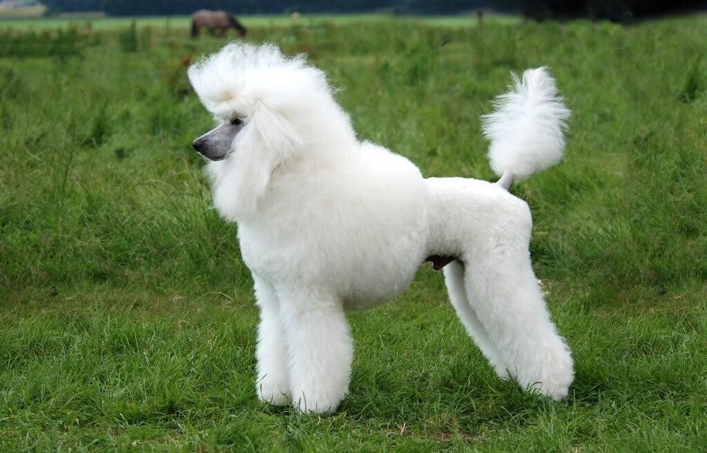 Knippen / Behandelingen Hondentrimsalon Paco