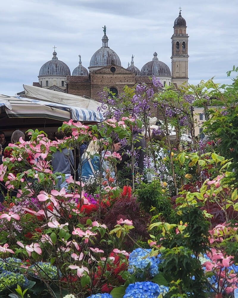 Il mercato del sabato di Prato della Valle