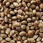 Hemp Seed (C-BRD48)
