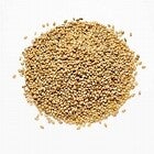 Panicum Millet (C-BRD09B)