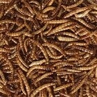 Dried Mealworms (C-BRD68E1)