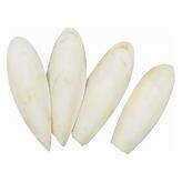 Cuttlefish Bone (C-BRD41)