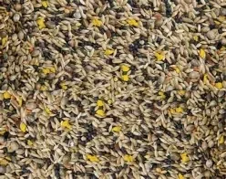 Mixed Canary + Yellow Biscuit 20KG (C-BRD08)