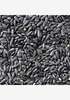 Black Sunflower (C-BRD46)