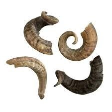 Lamb Horn (C-A43)