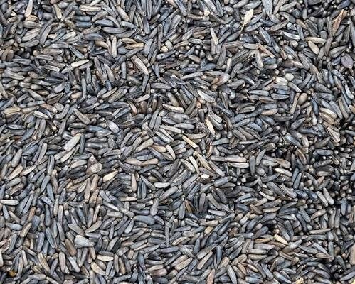 Niger Seed (C-BRD67)