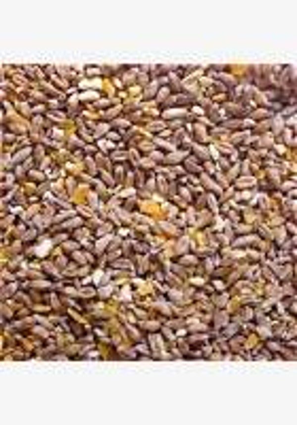 Mixed Poultry Corn (C-CHIC01)