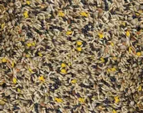 Mixed Canary + Yellow Biscuit 20KG (C-BRD08)