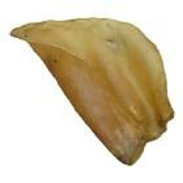 Cows Ears (C-A012)