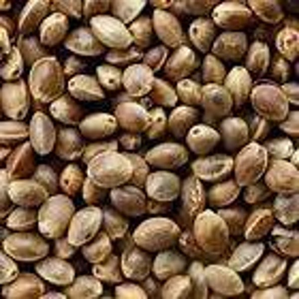 Hemp Seed (C-BRD48)