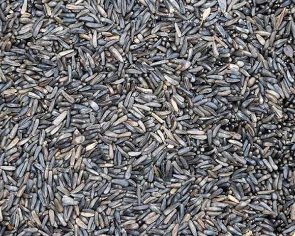 Niger Seed (C-BRD67)