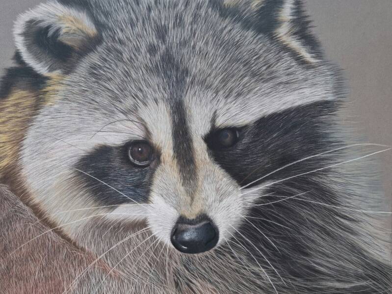 Original soft pastel portrait of a raccoon with bright, playful eyes. by Arty By Esther