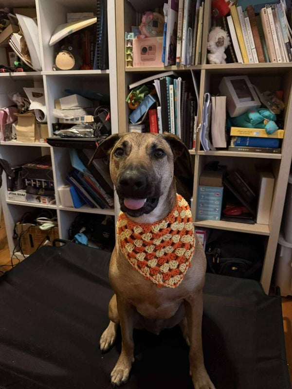 Grannie Dog Bandana Medium