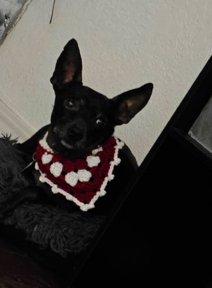 Grannie Dog Bandanas Small