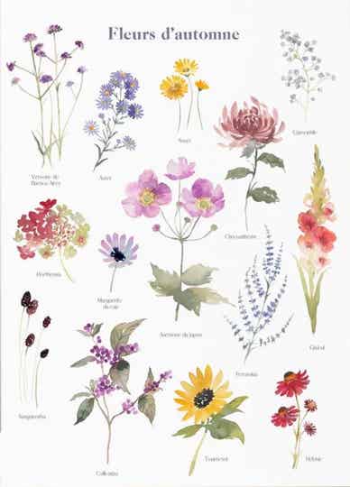 Herbier fleurs d'autonme