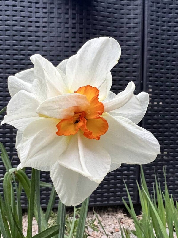 Narcisse des poètes