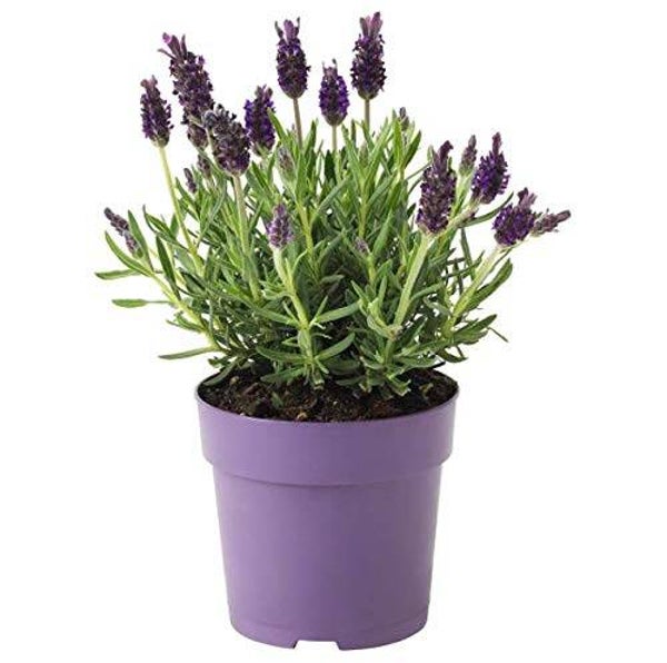 Planta Natural de Lavanda en Maceta: Fragancia y Belleza en tu Hogar