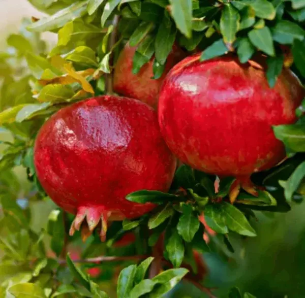 Granado tendral – Punica granatum