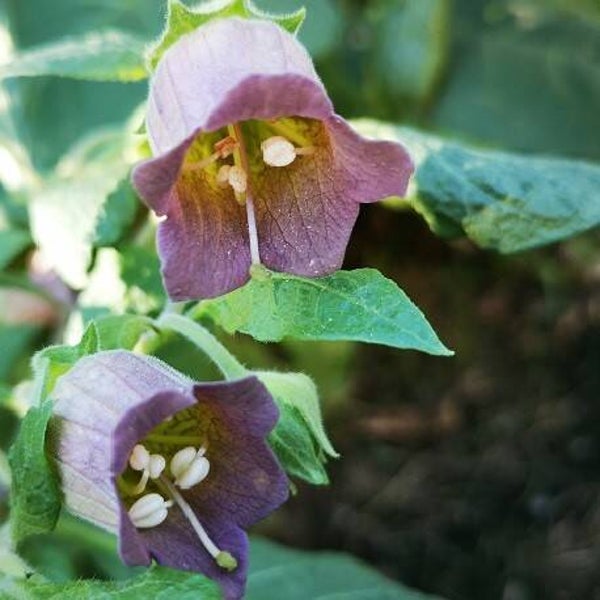 Belladona - Atropa belladona – Planta viva o bolsita de semillas