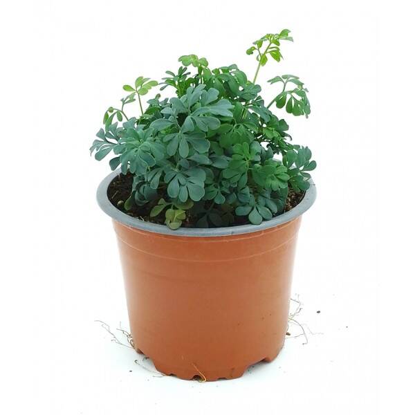 Ruda – Planta en Maceta (10,5 cm)